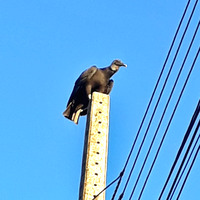 Photo of a Black vulture