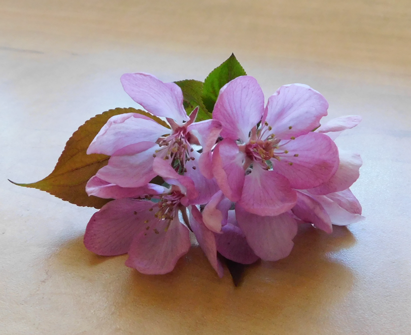 Photo of a Apple Blossom