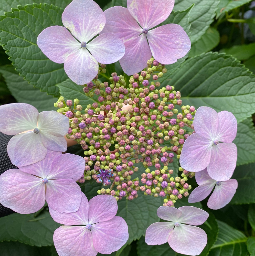Photo of a French hydrangea