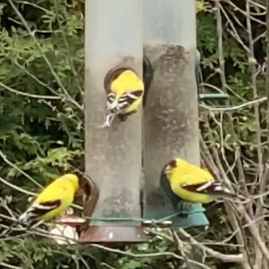 Photo of a American goldfinches