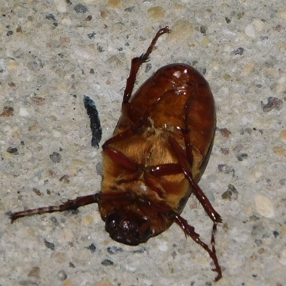 Photo of a June beetle