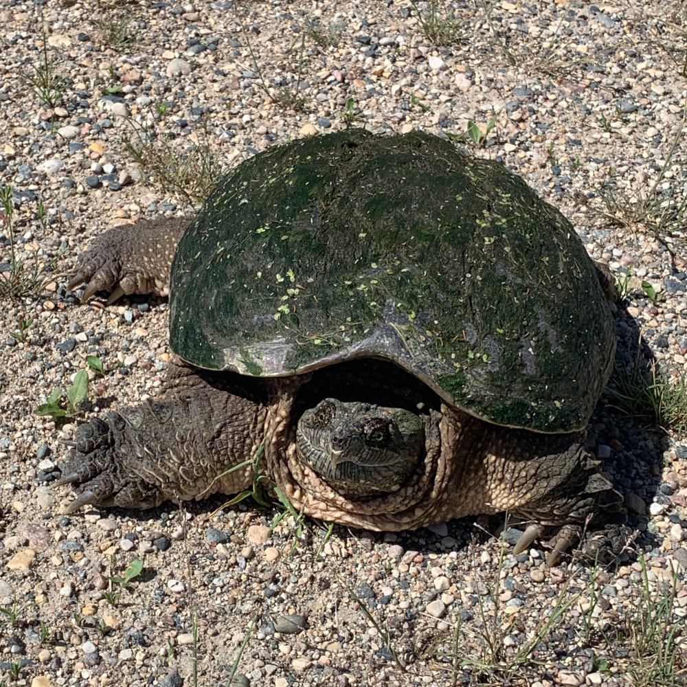 Photo of a Common snapping turtle