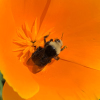Photo of a Carpenter bee