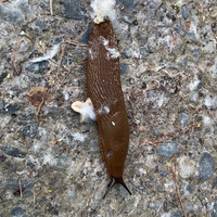 Photo of a Pacific banana slug
