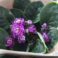 Photo of a African violet