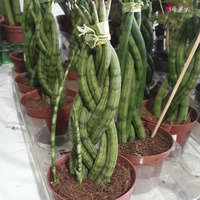 Photo of a Braided snakeplant