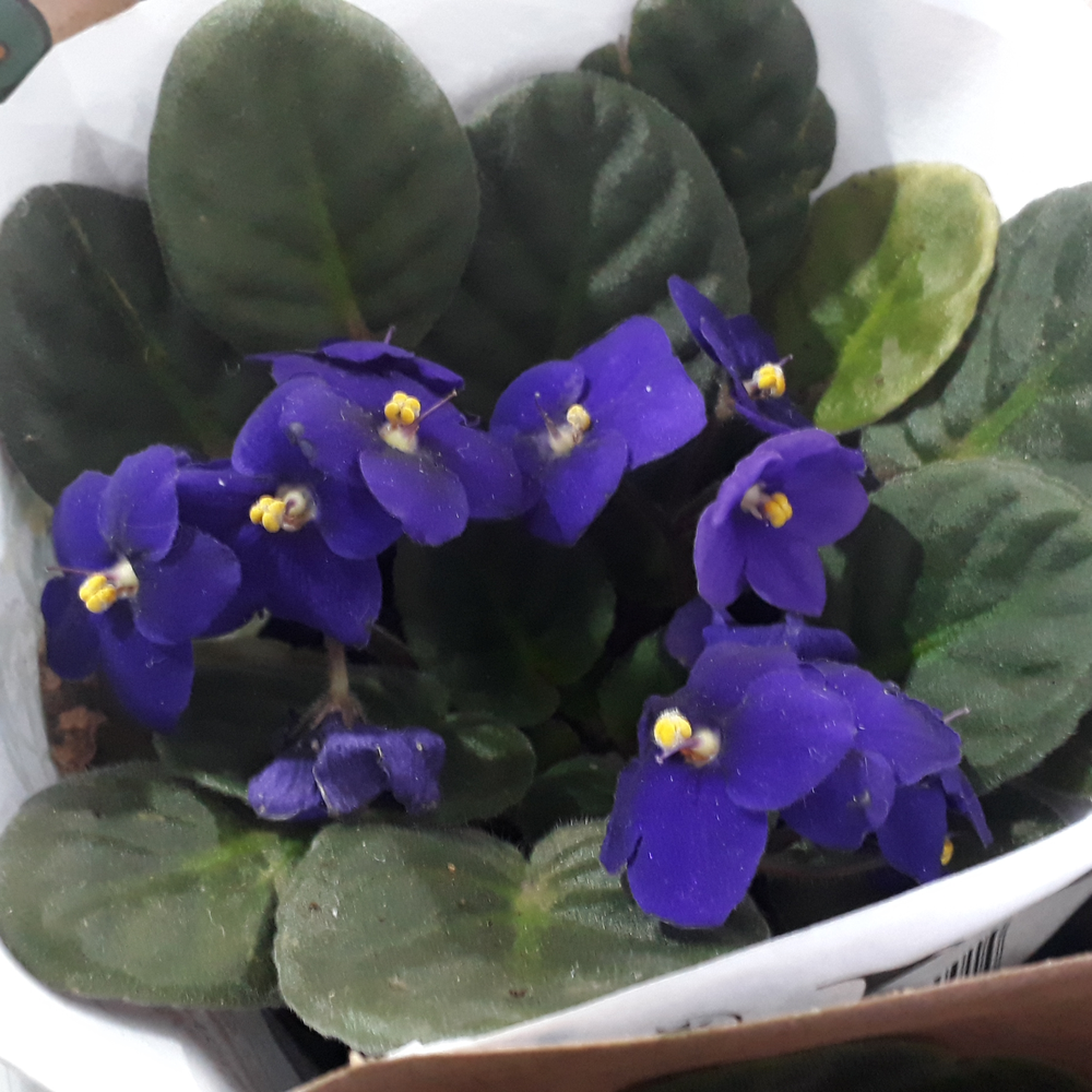 Photo of a African violet