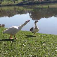 Photo of a Domestic goose