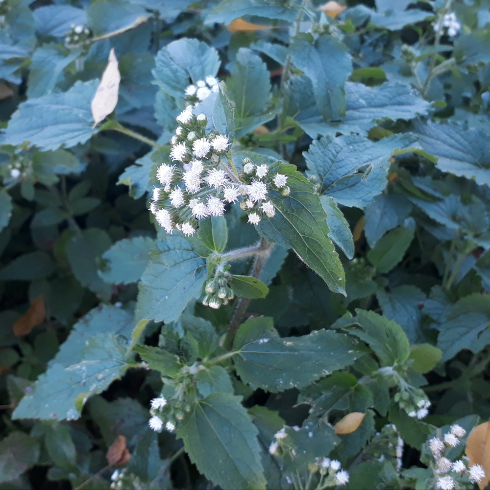 Photo of a White snakeroot