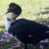 Photo of a Male muscovy duck