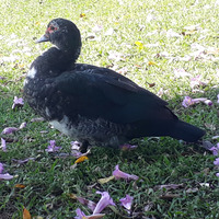 Photo of a Female muscovy duck