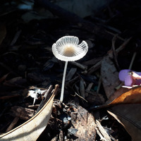 Photo of a Pleated inkcap