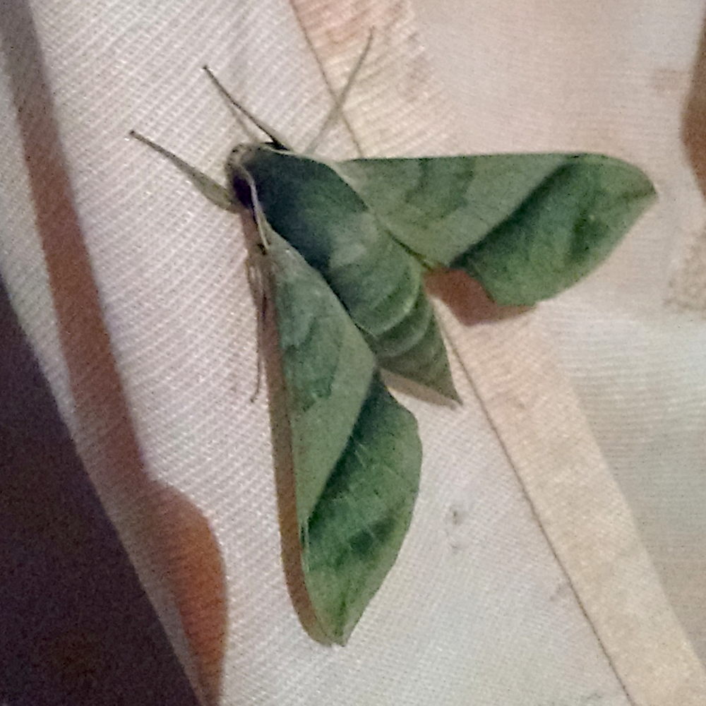 Photo of a Sphinx moth