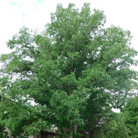 Photo of a Oak