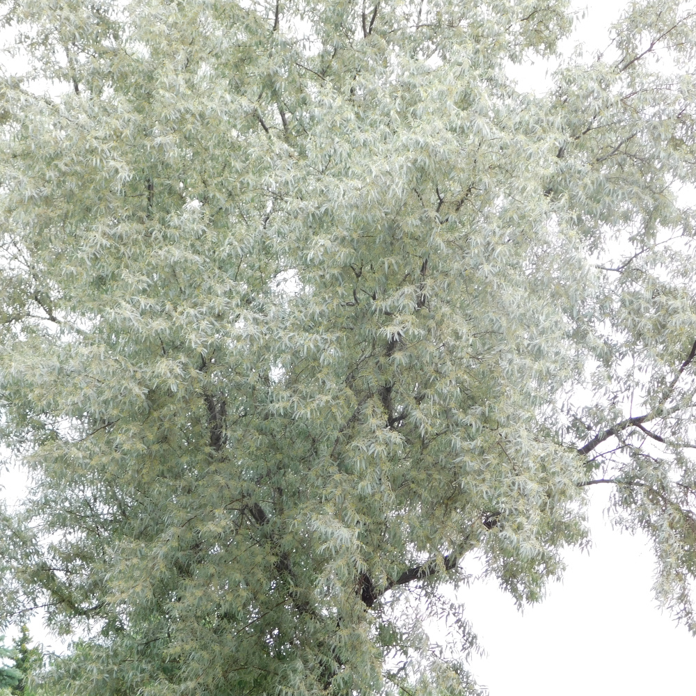 Photo of a Silver willow