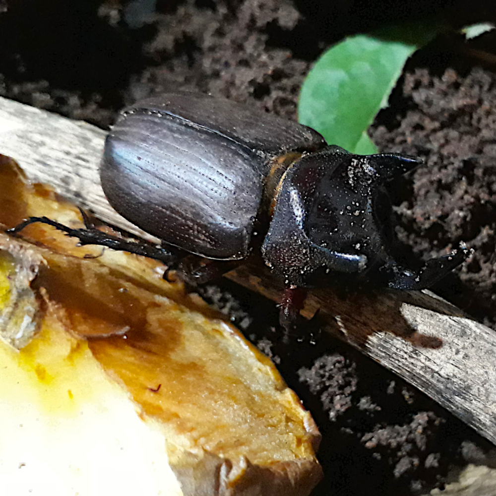 Photo of a Rhinoceros beetle