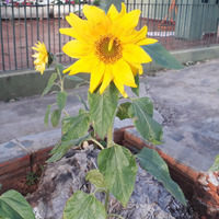 Photo of a Maximilian sunflower