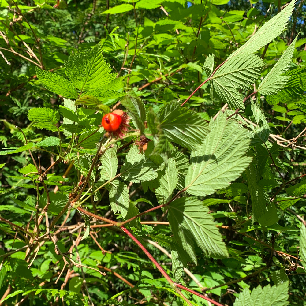 Photo of a Salmonberry