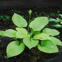 Photo of a Plantain lily