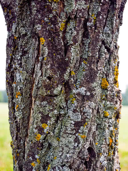 Photo of a Acute willow bark