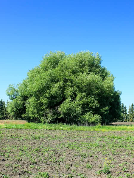 Photo of a Acute Willow