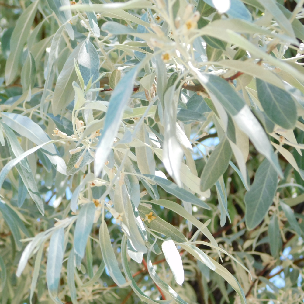 Photo of a Russian olive leaves