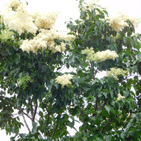 Photo of a Japanese tree lilac
