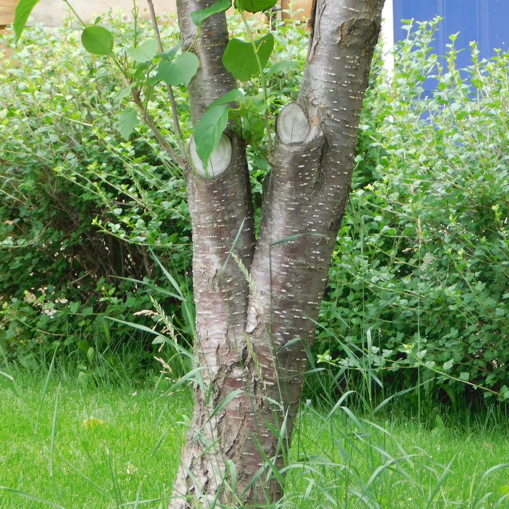 Photo of a Japanese tree lilac bark