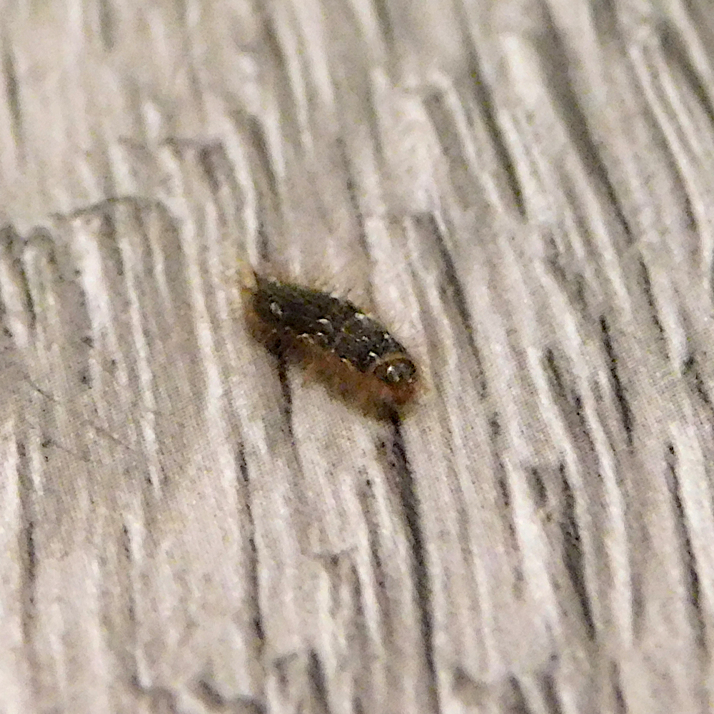 Photo of a Black carpet beetle larvae
