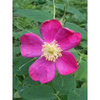 Photo of a Alberta Wild Rose