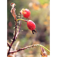 Photo of a Alberta Wild Rose