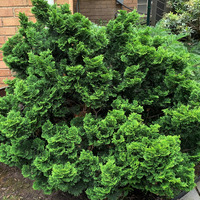 Photo of a Japanese cypress