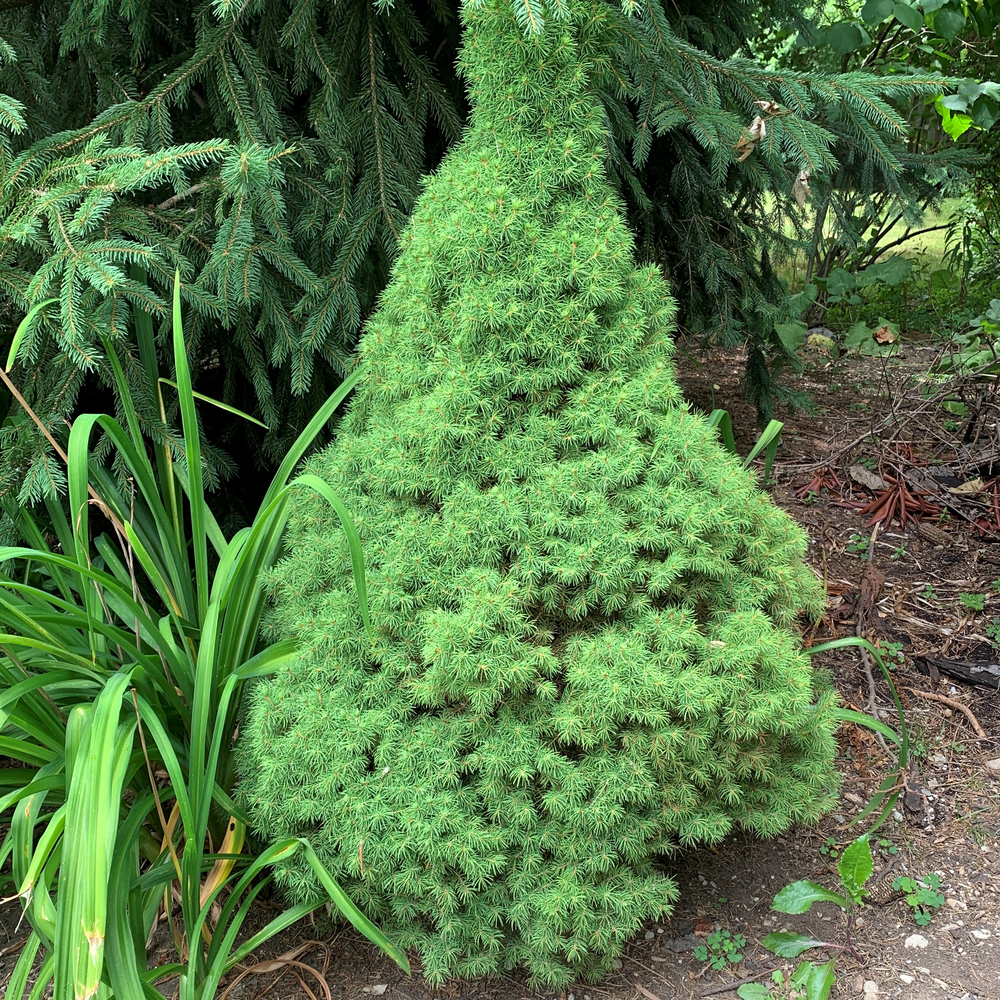 Photo of a Alberta spruce
