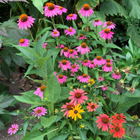 Photo of a Coneflowers