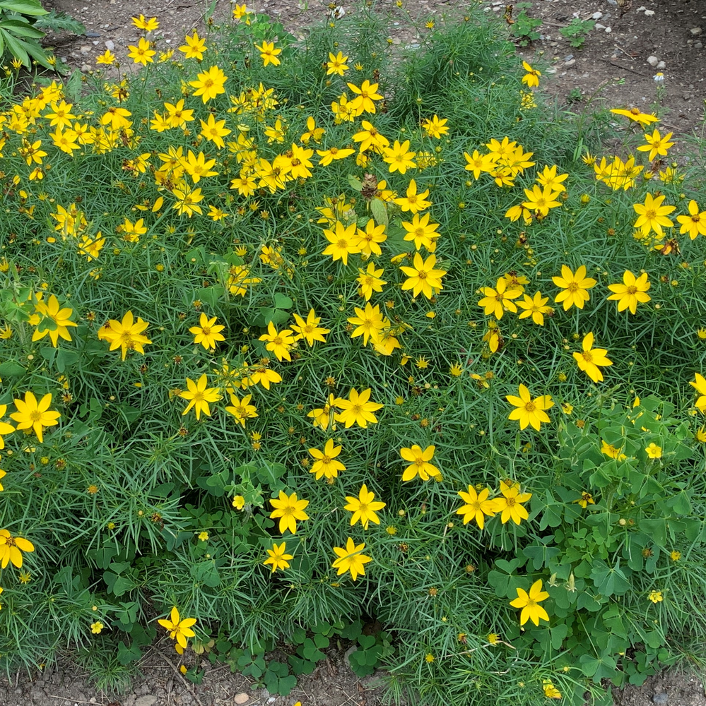 Photo of a Coreopsis