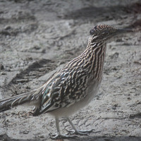 Photo of a Greater roadrunner