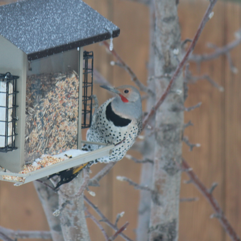 Photo of a Northern flicker