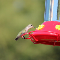Photo of a Black-chinned hummingbird 