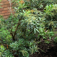 Photo of a Euonymus japonicus