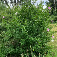 Photo of a Rose of Sharon