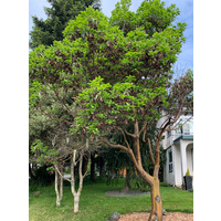 Photo of a Pacific madrone