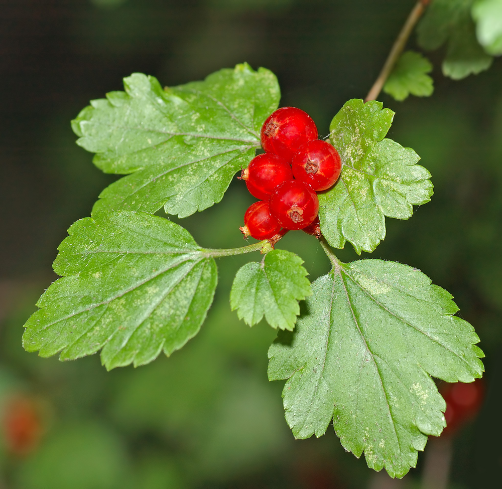 Photo of a Alpine Currant