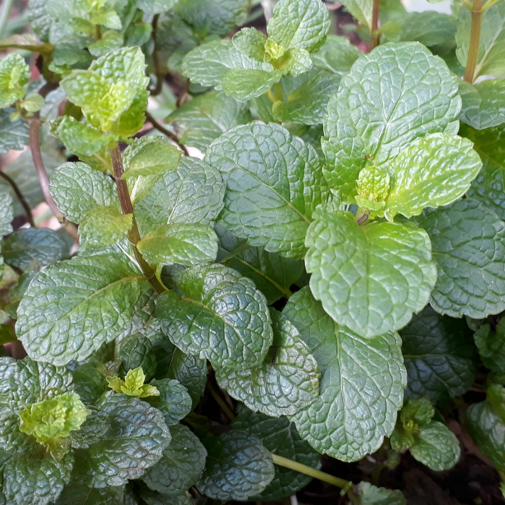 Photo of a Spearmint