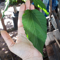 Photo of a Black mulberry