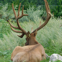 Photo of a American Elk