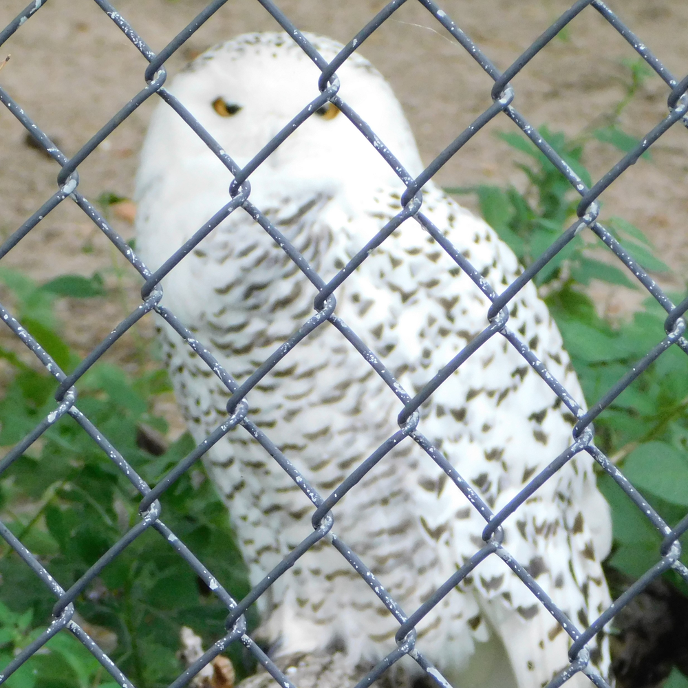 Photo of a Snowy Owl