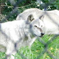 Photo of a Grey Wolf