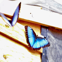 Photo of a Menelaus blue morpho