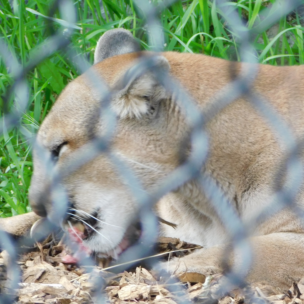 Photo of a Cougar