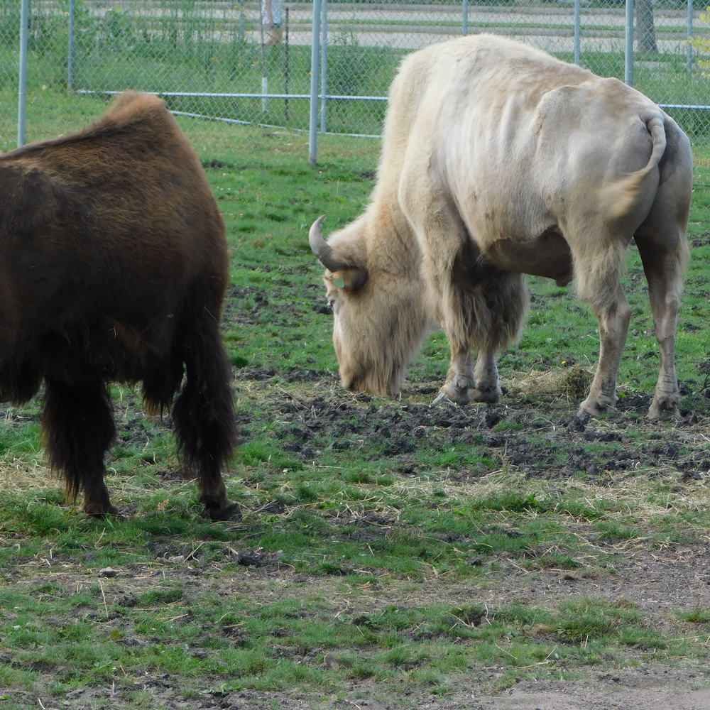 Photo of a Plains Bison
